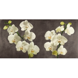 Leinwandbilder, Poster. Orchideen auf grauem Hintergrund