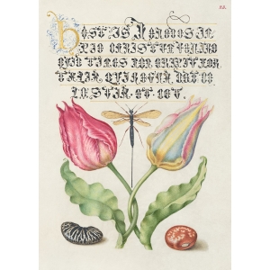 Tableau, affiche botanique. From the Model Book of Calligraphy, I
