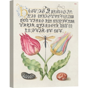 Quadro botanica. Bocskay Hoefnagel, From Book of Calligraphy I