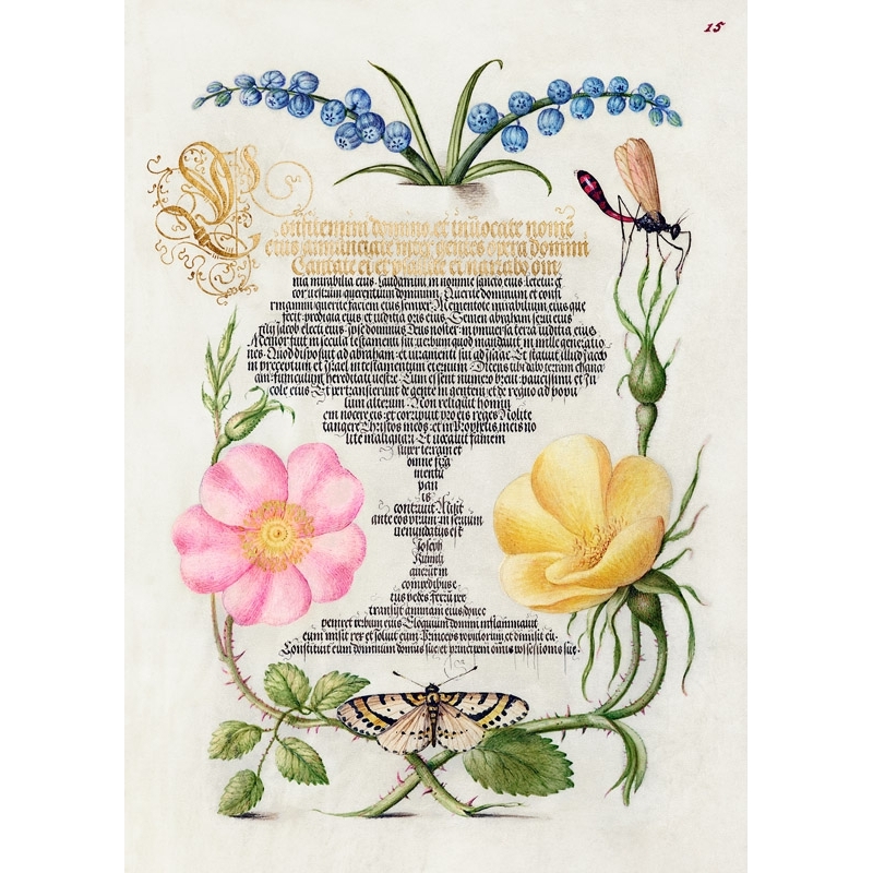 Cuadros botanicos y posters. From the Model Book of Calligraphy, II