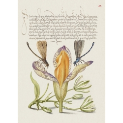 Cuadros botanicos y posters. From the Model Book of Calligraphy, VI