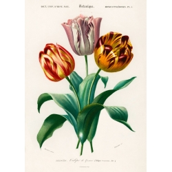 Botanical poster. Charles Dessalines D'Orbigny, Didier's Tulip
