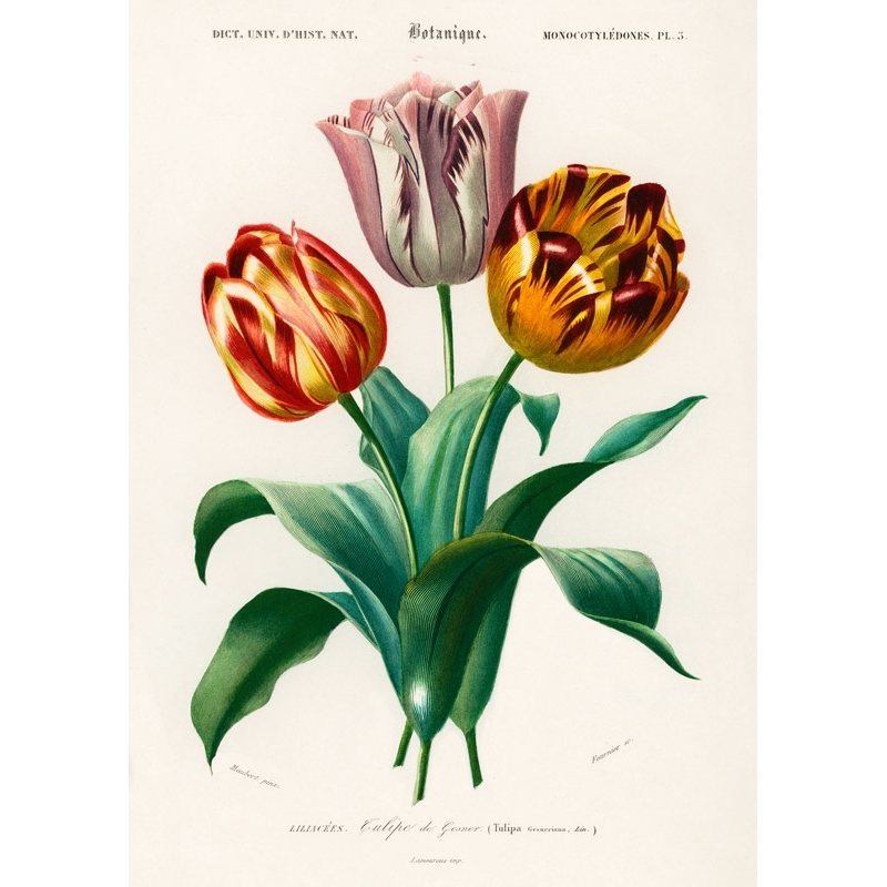 Botanical poster. Charles Dessalines D'Orbigny, Didier's Tulip