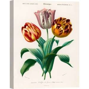 Botanik Poster. Charles Dessalines D'Orbigny, Didier's Tulip