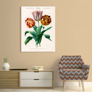 Stampa botanica tulipani. D'Orbigny, Didier's Tulip