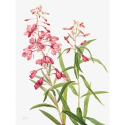 Quadro, stampa botanica su tela. Mary Vaux Walcott, Fireweed
