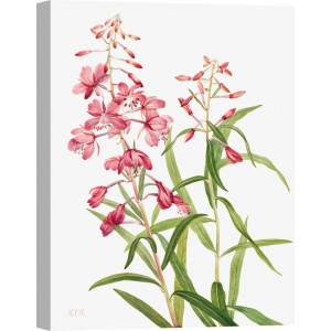 Tableau, affiche botanique. Mary Vaux Walcott, Fireweed, 1902