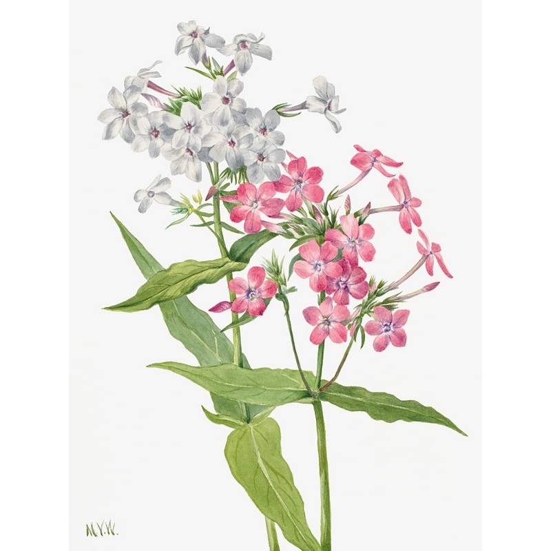 Quadro, stampa botanica su tela. Mary Vaux Walcott, Perennial Phlox