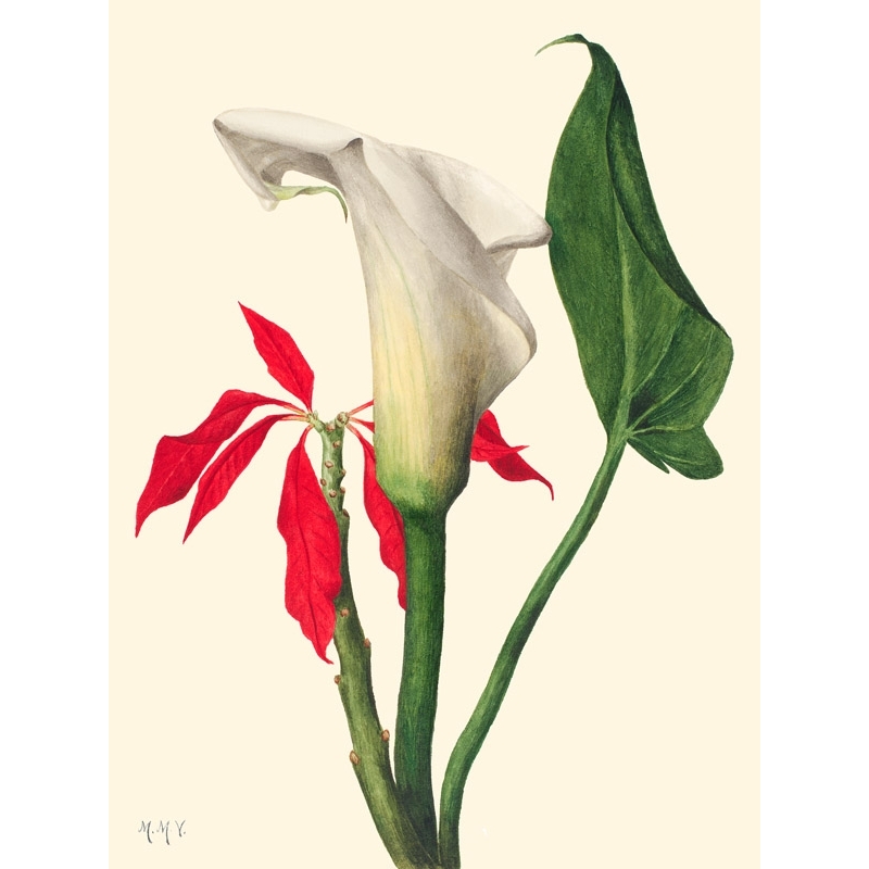 Cuadros botanica. Mary Vaux Walcott, Calla Lily, 1877