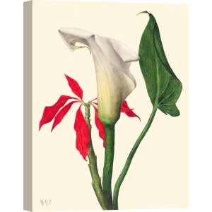 Quadro, stampa botanica su tela. Mary Vaux Walcott, Calla Lily