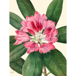 Botanical art print, canvas, poster. Mary Vaux Walcott, Rose