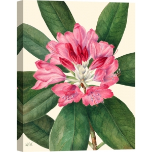 Tableau botanique. Mary  Vaux Walcott, Mountain Rose Bay, 1932