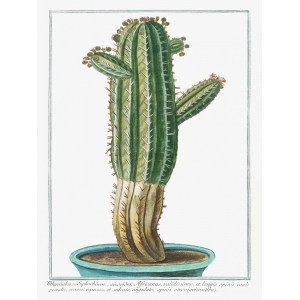 Quadro, stampa su tela. Giorgio Bonelli, Cactus Tithymalus