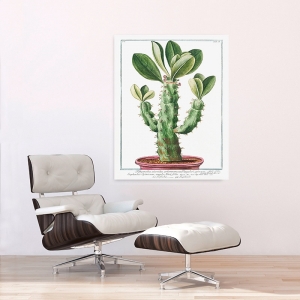 Wall art print, canvas, poster. Giorgio Bonelli, Cactus-Spinosum