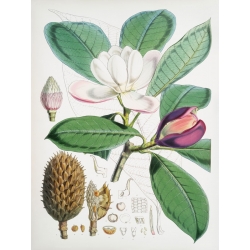 Tableau botanique. Hood Fitch, Magnolia Hodgsonii, 1855