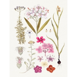 Quadro botanica, stampa su tela. Fiori rosa disegnati a mano