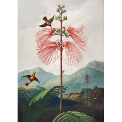 Tableau avec oiseaux. Sensitive Plant from The Temple of Flora