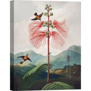Leinwandbilder mit Vogel-Motiven. Thornton, Sensitive Plant