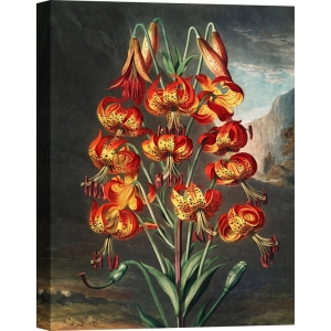 Botanical poster. Robert John Thornton, Lily from