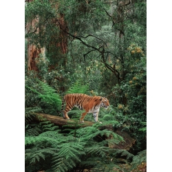 Wall art print, canvas, poster. Tiger in the Jungle