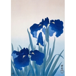 Japanese art print, poster. Ohara Koson, Iris flowers
