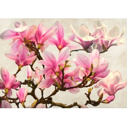 Cuadros flores. Luca Villa, Magnolia Branch (neutral)