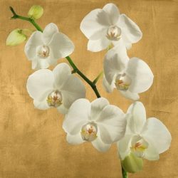 Tableau fleurs modernes. Antinori, Orchidées sur fond doré I