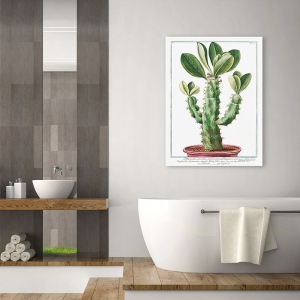 Wall art print, canvas, poster. Giorgio Bonelli, Cactus-Spinosum