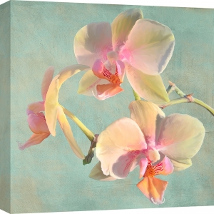 Tableau fleur moderne sur toile. Luca Villa, Orchidées précieuses I