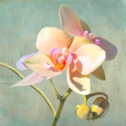 Quadro, stampa su tela con fiori. Luca Villa, Orchidee Preziose II