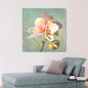 Tableau fleur moderne sur toile. Luca Villa, Orchidées précieuses II