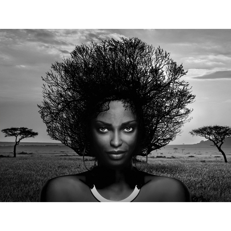 Moderne FotokunstLeinwandbilder und Poster. Serengeti Queen