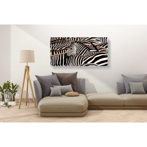 Cuadro animales, fotografía en canvas. Manada de cebras