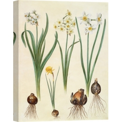 Quadro, stampa su tela. Johannes S. Holtzbecher, Narcissus
