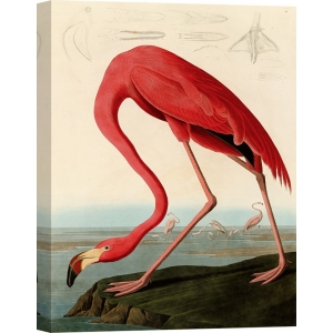 Tableau sur toile. John James Audubon, Flamant rouge américain