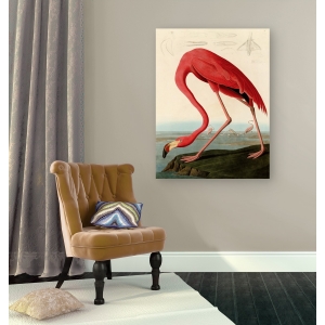 Quadro, stampa su tela. John James Audubon, American Red Flamingo