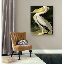 Wall art print and canvas. Audubon, American White Pelican