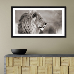 Wall art print and canvas. Anonymous, Male lion in Namibia (BW)