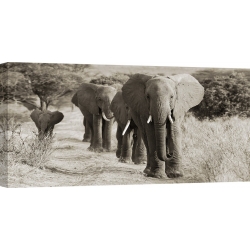 Wall art print and canvas. Herd of African Elephants, Kenya
