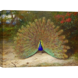 Quadro, stampa su tela. Archibald Thorburn, Pavone e farfalla