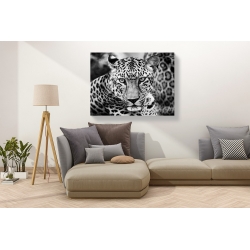 Wall art print and canvas. Dimitri Ersler, Young Leopard