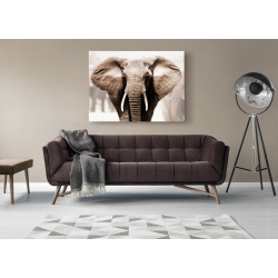 Wall art print and canvas. African elephant