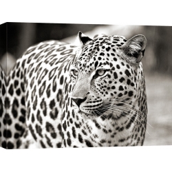 Wall art print and canvas. Portrait of leopard, South Africa
