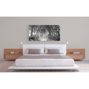 Wall art print and canvas. Pangea Images, The Dark Hedgestree lined road, Ireland (BW)