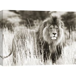 Wall art print and canvas. Male lion