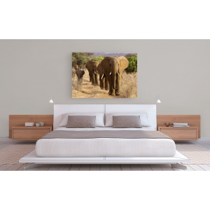 Quadro, stampa su tela. Mandria di elefanti africani, Kenya