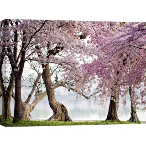 Wall art print and canvas. Cherry trees bloom, Washington, USA