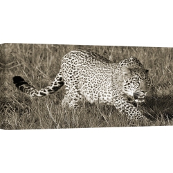 Cuadro animales, fotografía en canvas. Pangea Images, Caza de guepardo
