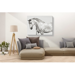 Wall art print and canvas. Pangea Images, Leia, Andalusian Pony