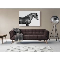 Wall art print and canvas. Pangea Images, Orpheus, Arab Horse